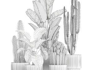 Set of Strelitzia banana palm cacti in white pots 1410 3D Модель