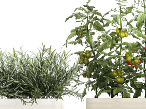 Kitchen garden vegetables tomatoes and rosemary 1417 Modelo 3D