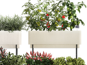 Kitchen garden vegetables tomatoes and rosemary 1417 Modelo 3D