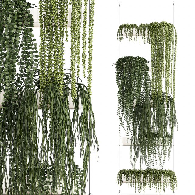 Hanging Potted Plants Succulents Senecio Rhipsalis 1418 3D Model .c4d .max .obj .3ds .fbx .stl .blend 