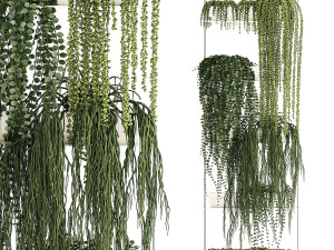 Hanging Potted Plants Succulents Senecio Rhipsalis 1418 3D Model