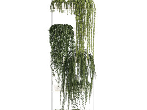Hanging Potted Plants Succulents Senecio Rhipsalis 1418 3D Model