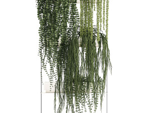 Hanging Potted Plants Succulents Senecio Rhipsalis 1418 3D Model