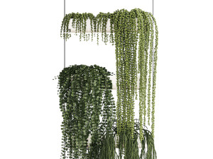 Hanging Potted Plants Succulents Senecio Rhipsalis 1418 3D Model