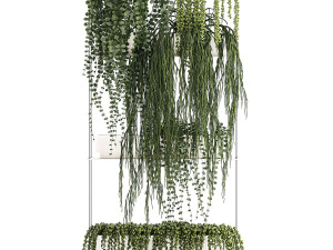 Hanging Potted Plants Succulents Senecio Rhipsalis 1418 3D Model