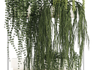 Hanging Potted Plants Succulents Senecio Rhipsalis 1418 3D Model