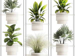 Prateleira Pendurada Em Cordas Vasos De Plantas Raphis Palm Ficus 1419 Modelo 3D