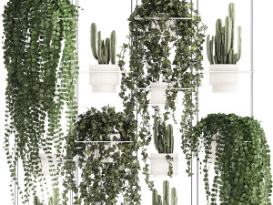 Hanging shelf with ivy cereus cactus hanging plants 1423 Model 3D