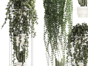 Hanging shelf with ivy cereus cactus hanging plants 1423 Model 3D