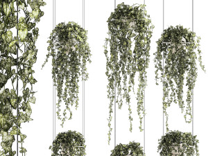 Shelf hanging on cables with ivy Hedera hanging plants 1424 3D Model