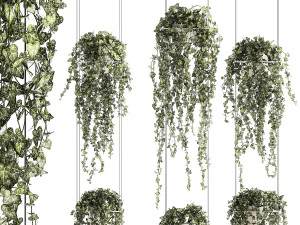 Mensola sospesa su cavi con piante pendenti di edera Hedera 1424 Modello 3D