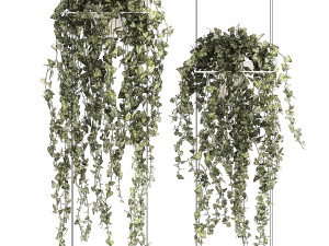 Shelf hanging on cables with ivy Hedera hanging plants 1424 3D Model
