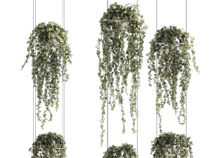 Shelf hanging on cables with ivy Hedera hanging plants 1424 3D Model