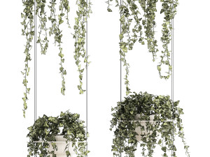 Shelf hanging on cables with ivy Hedera hanging plants 1424 3D Model