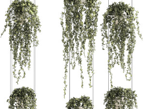 Shelf hanging on cables with ivy Hedera hanging plants 1424 3D Model