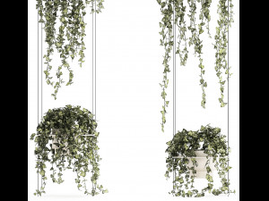 Shelf hanging on cables with ivy Hedera hanging plants 1424 3D Model
