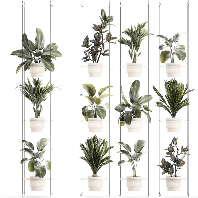 Rope shelf Cycas Ficus Calathea Strelitzia pot 1425 Model 3D .c4d .max .obj .3ds .fbx .stl .blend 