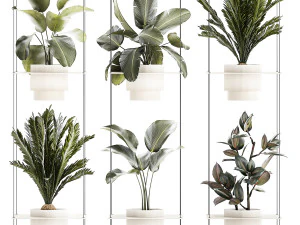 Rope shelf Cycas Ficus Calathea Strelitzia pot 1425 3D Model