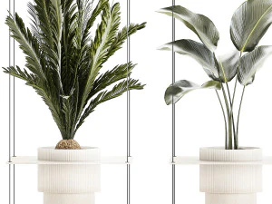 Rope shelf Cycas Ficus Calathea Strelitzia pot 1425 3D Model