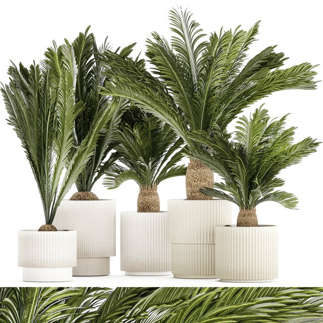 Set of plants in white pots for outdoors Cycas 1426 Modello 3D .c4d .max .obj .3ds .fbx .stl .blend 