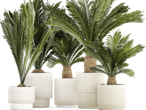 Set of plants in white pots for outdoors Cycas 1426 3D Model