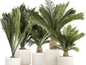 Set of plants in white pots for outdoors Cycas 1426 Modello 3D