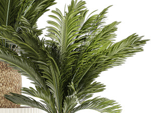 Set of plants in white pots for outdoors Cycas 1426 Modello 3D