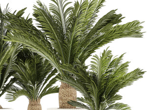 Set of plants in white pots for outdoors Cycas 1426 Modello 3D
