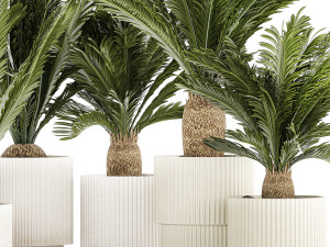 Set of plants in white pots for outdoors Cycas 1426 Modello 3D