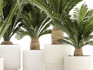 Set of plants in white pots for outdoors Cycas 1426 3D Model