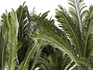 Set of plants in white pots for outdoors Cycas 1426 Modello 3D