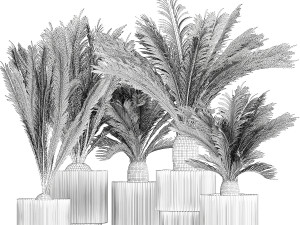 Set of plants in white pots for outdoors Cycas 1426 Modello 3D