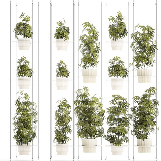 Garden shelf Of Bushes Hemp Marijuana Cannabis 3D 模型 .c4d .max .obj .3ds .fbx .stl .blend 
