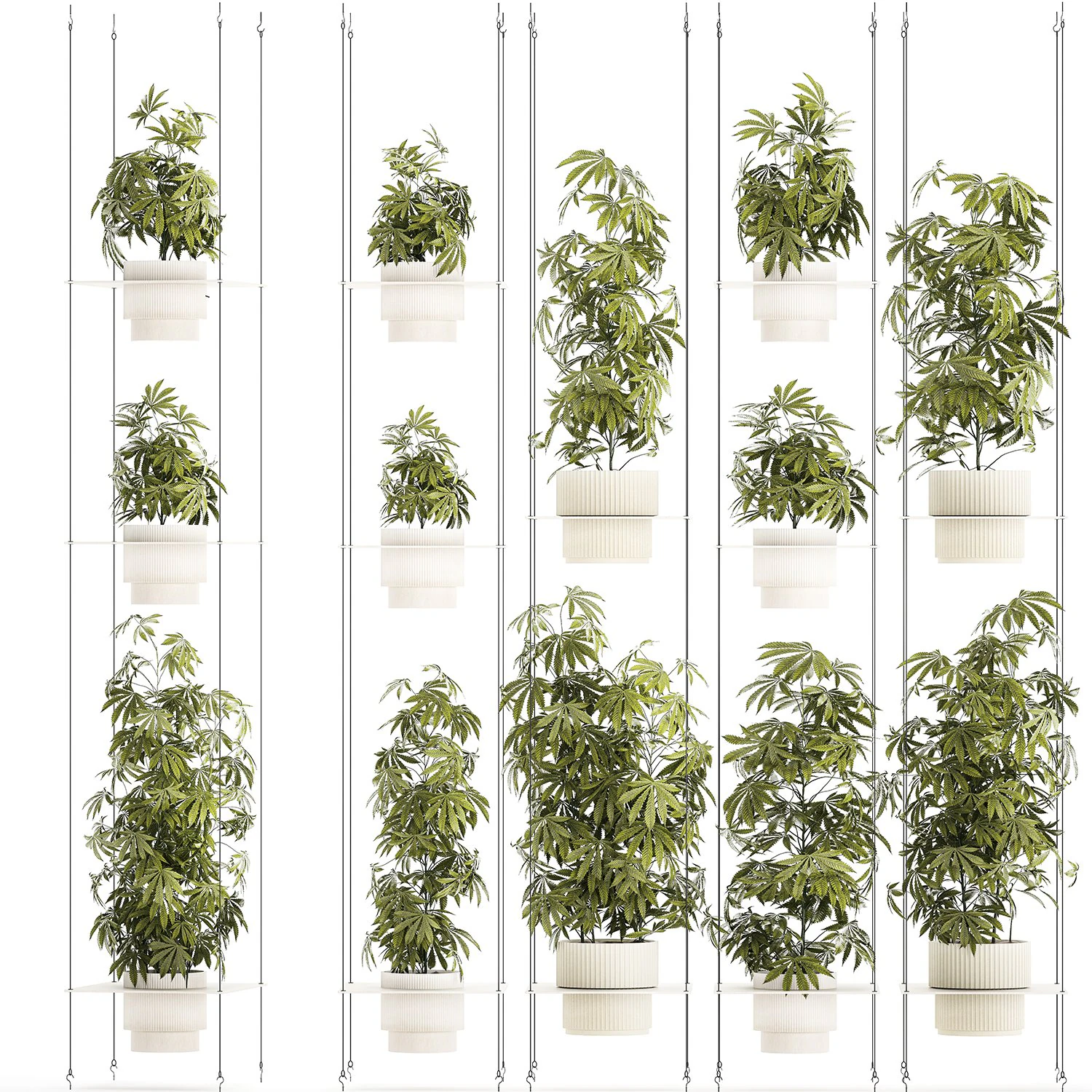 Prateleira de jardim de arbustos c&acirc;nhamo maconha cannabis Modelo 3D .c4d .max .obj .3ds .fbx .stl .blend 
