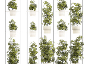 Garden shelf Of Bushes Hemp Marijuana Cannabis 3D Model