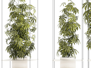 Garden shelf Of Bushes Hemp Marijuana Cannabis 3D 模型