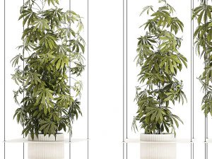 Prateleira de jardim de arbustos c&acirc;nhamo maconha cannabis Modelo 3D