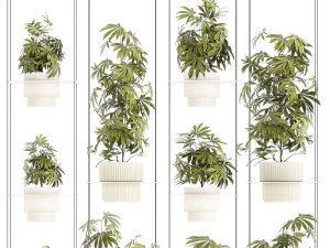 Prateleira de jardim de arbustos c&acirc;nhamo maconha cannabis Modelo 3D