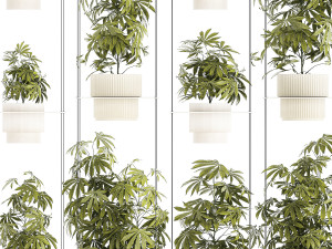 Garden shelf Of Bushes Hemp Marijuana Cannabis 3D 模型