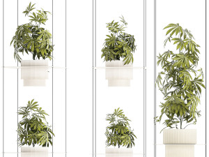 Garden shelf Of Bushes Hemp Marijuana Cannabis 3D 模型
