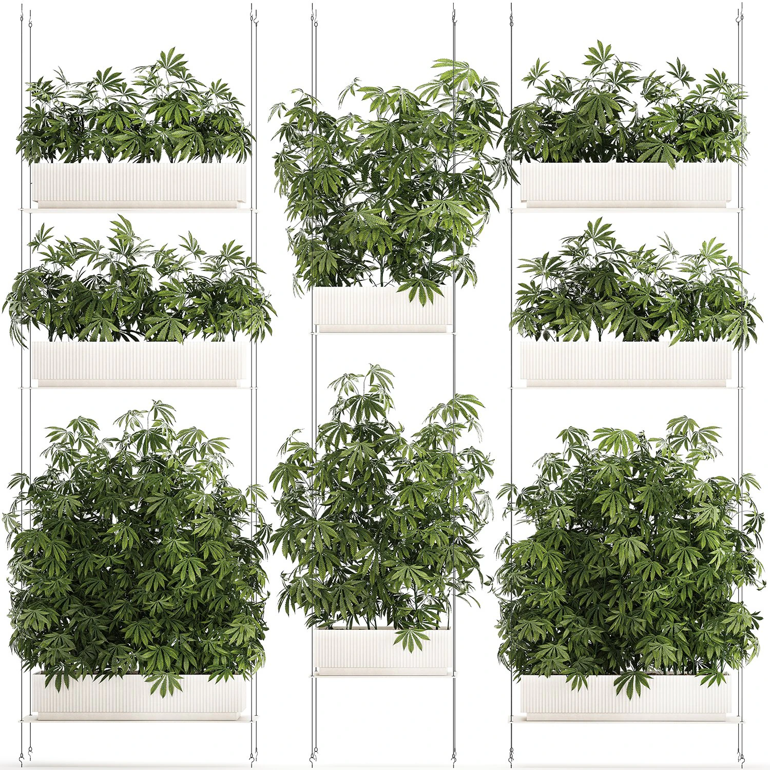 Planta&ccedil;&atilde;o de jardim Arbustos C&acirc;nhamo Maconha Cannabis 1428 Modelo 3D .c4d .max .obj .3ds .fbx .stl .blend 