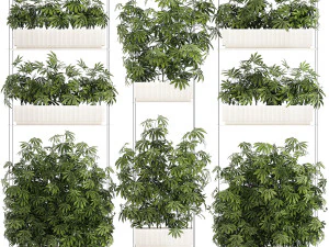 Garden plantation Bushes Hemp Marijuana Cannabis 1428 3D Model