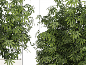 Garden plantation Bushes Hemp Marijuana Cannabis 1428 3D Model