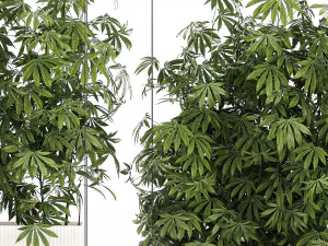Planta&ccedil;&atilde;o de jardim Arbustos C&acirc;nhamo Maconha Cannabis 1428 Modelo 3D