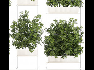 Garden plantation Bushes Hemp Marijuana Cannabis 1428 3D Model