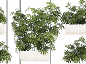 Garden plantation Bushes Hemp Marijuana Cannabis 1428 3D Model