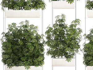 Garden plantation Bushes Hemp Marijuana Cannabis 1428 3D Model