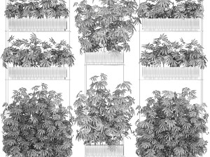 Garden plantation Bushes Hemp Marijuana Cannabis 1428 3D Model