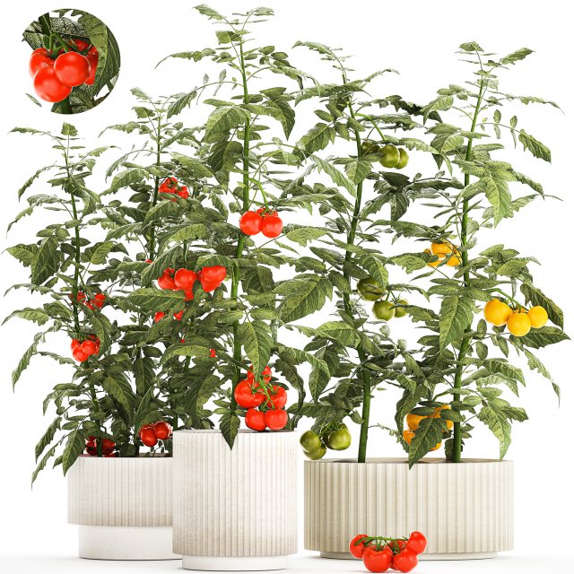 Kitchen garden white pot vegetables tomatoes cherry bush Modelo 3D .c4d .max .obj .3ds .fbx .stl .blend 