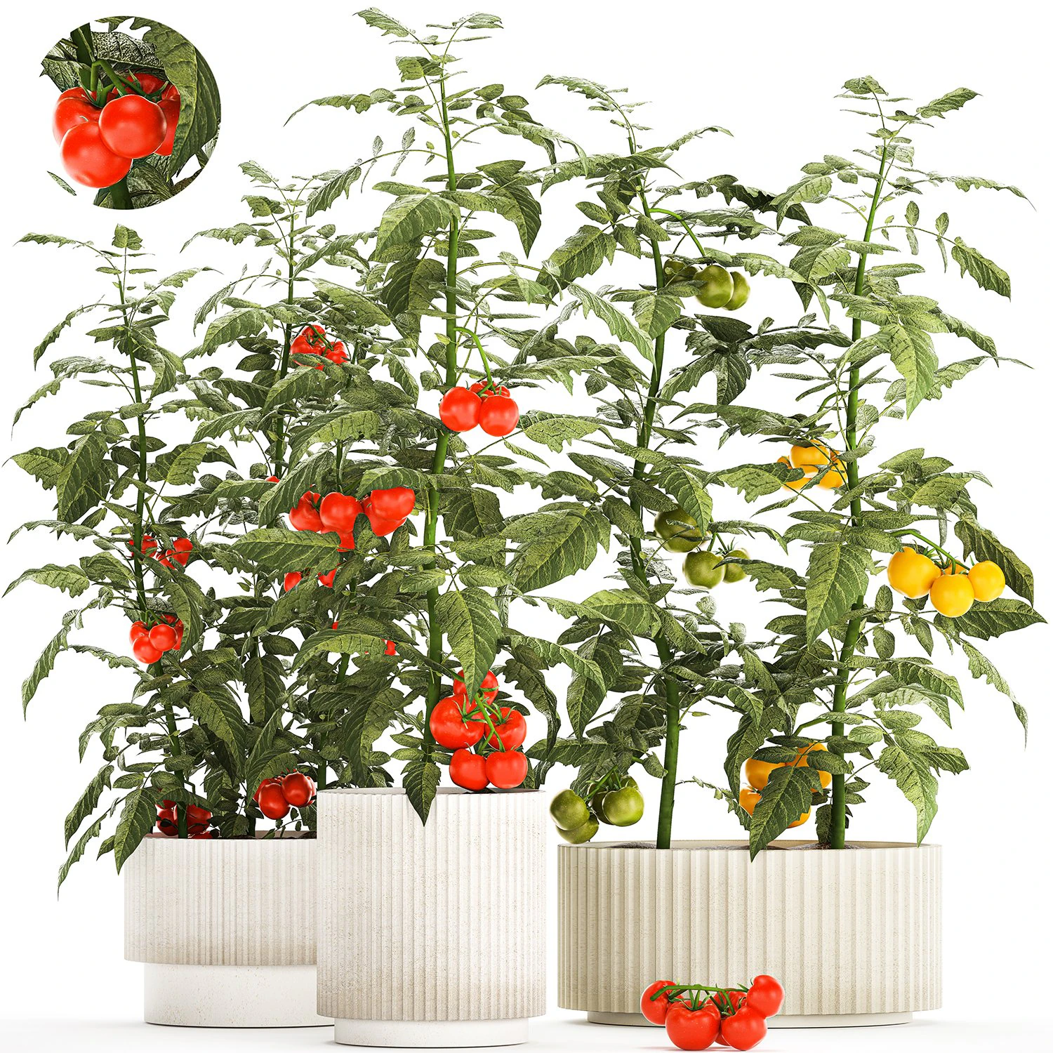 Kitchen garden white pot vegetables tomatoes cherry bush 3D Model .c4d .max .obj .3ds .fbx .stl .blend